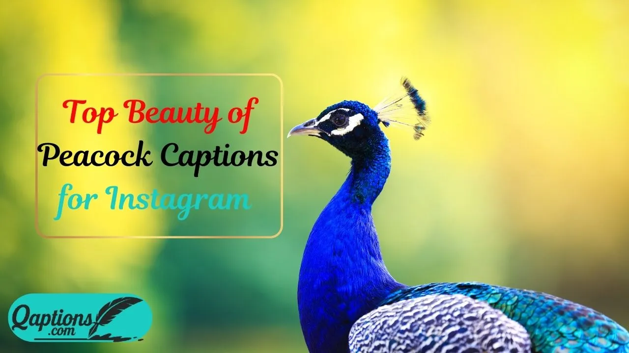 Beauty of Peacock Captions for Instagram