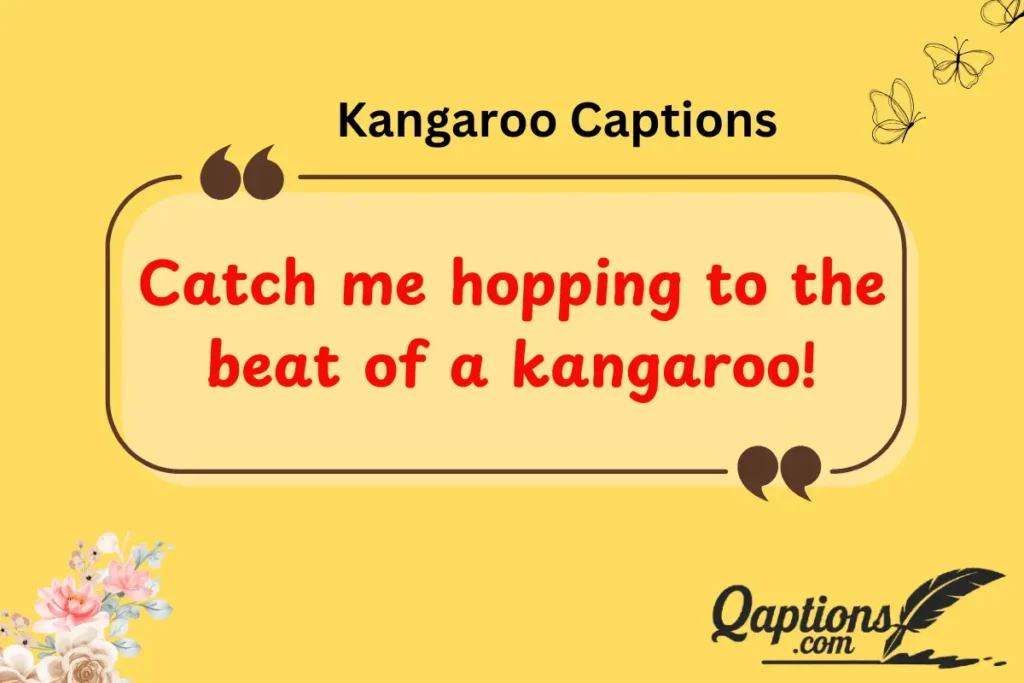 Kangaroo   Captions